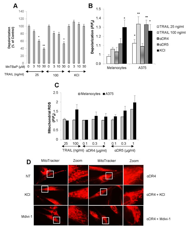 Minimal depolarization and mROS accumulation in normal melanocytes upon DR ligation.