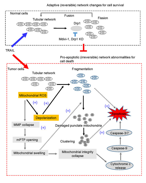 A hypothetical model for the tumor-selective mitochondrial network abnormalities induced by TRAIL.