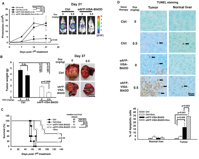 Antitumor effect of eAFP-VISA-BikDD combined with Dox in an orthotopic xenograft mouse model.