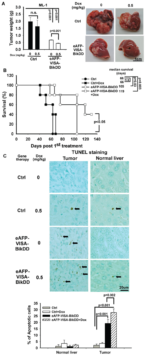 Antitumor effect of eAFP-VISA-BikDD combined with Dox in an orthotopic syngeneic mouse model.