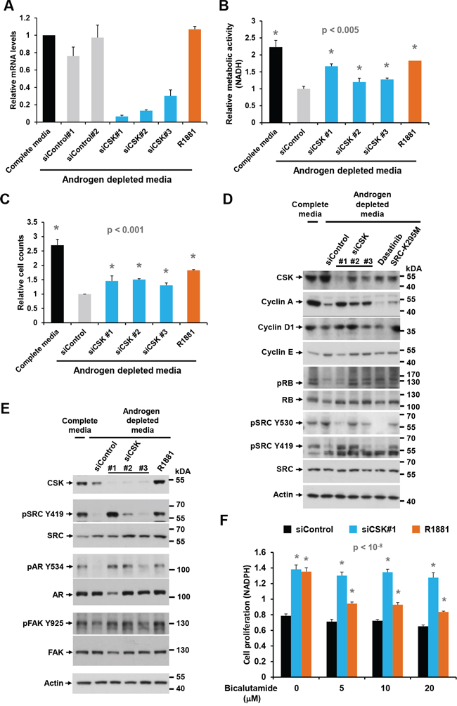 Effect of CSK knockdown on androgen-independent proliferation and SRC activity in LNCaP cells.