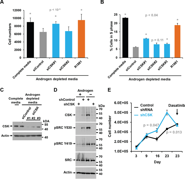 Effect of CSK knockdown on androgen-independent proliferation and SRC activity in LAPC4 cells.