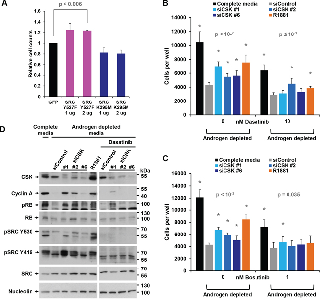Androgen-independent growth induced by CSK knockdown is mediated by SRC activity.