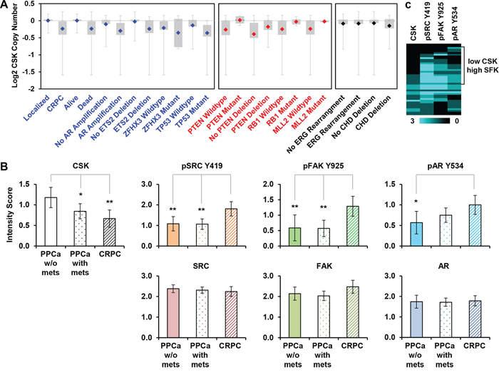 CSK expression in human CRPC.