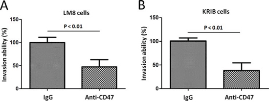 Effect of anti-CD47 Abs on osteosarcoma cell invasion in vitro.