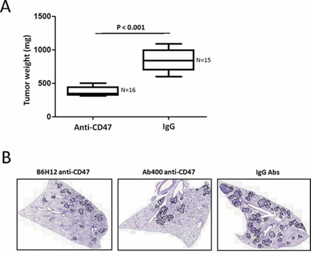 Anti-CD47 Abs inhibit spontaneous metastasis of KRIB osteosarcoma cells in vivo.