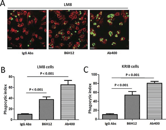 CD47 blockade using specific antibodies increases macrophage phagocytosis of osteosarcoma tumor cells.