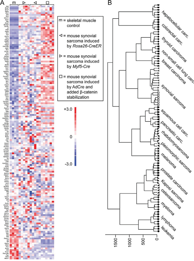 Tumors developing in mice with stabilized &#x03B2;-catenin are synovial sarcomas by transcriptome.