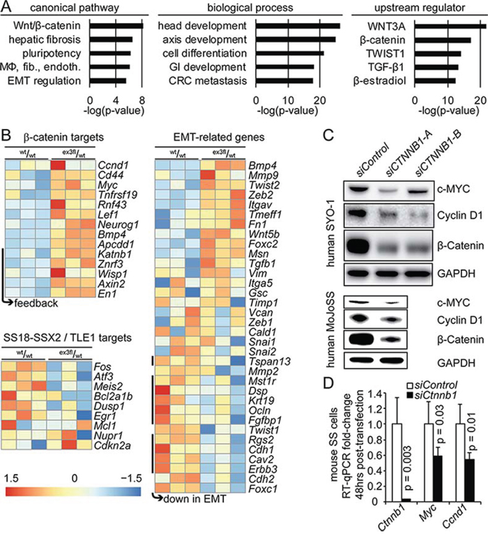 Stabilization of &#x03B2;-catenin drives an EMT transcriptional signature and increases expression of TCF/LEF target genes.