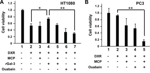 A and B. HT1080 and PC3 cells were seeded, and 24 h later, media were changed to media lacking FBS.