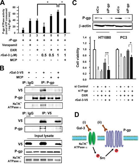 A. Effect of Gal-3 on the P-gp ATPase activity in human P-gp-expressing membranes.