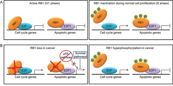 Mechanisms of RB1 inactivation during normal cell proliferation and tumorigenesis and their effect on transcription of cell cycle and apoptotic genes.