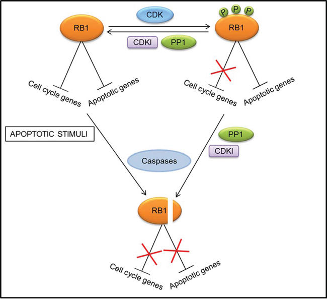 Different mechanisms of regulation of RB1 activity at the promoters of cell cycle and apoptotic genes.