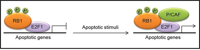 Formation of a transcriptionally active complex, consisting of phosphorylated (P) RB1, E2F1 and the histone acetyltransferase p300/CBP-associated factor (P/CAF), at the promoters of apoptotic genes in response to apoptotic stimuli.