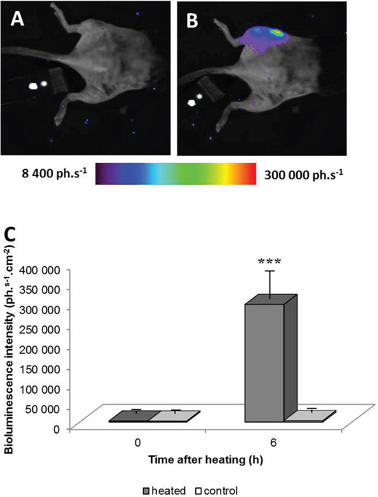 Bioluminescence images of a chimera mouse engrafted with bone marrow from hsp-lucF mice before A. and 6 hours after B. heating a tumor 45&#x00B0;C for 8 min using MRgHIFU.