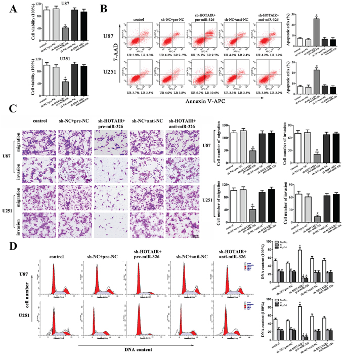 MiR-326 mediated the tumor-suppressive effects of HOTAIR knockdown on glioma cell lines.