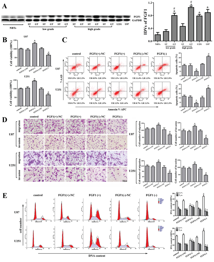 The effect of FGF1 on human glioma cell lines.