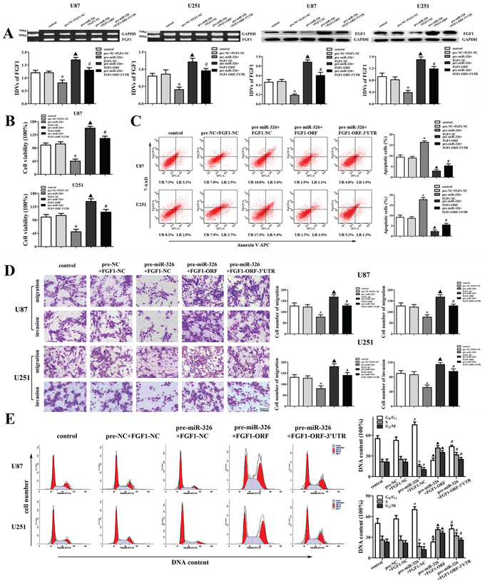 FGF1 mediated the tumor-suppressive effects of miR-326 over-expression on glioma cell lines.