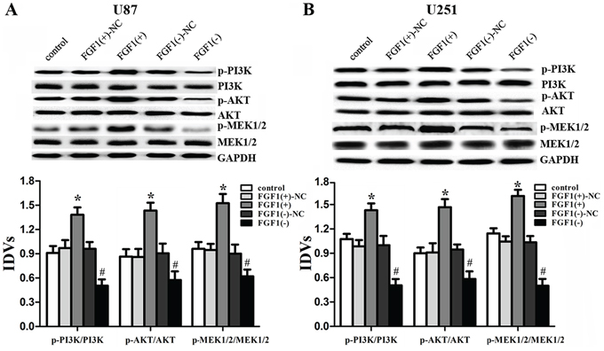 FGF1 activated the PI3K/AKT and MEK1/2 signal pathways.