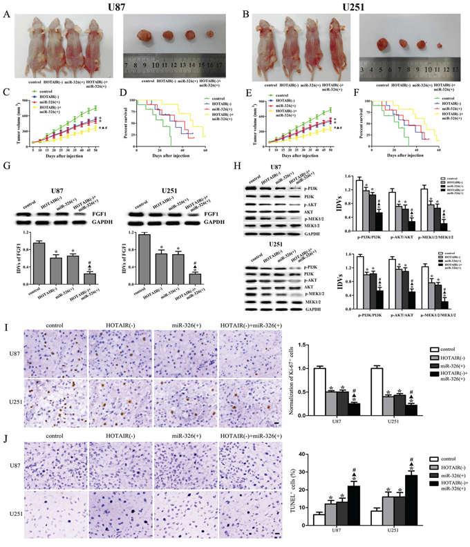 In vivo tumor xenografts study.