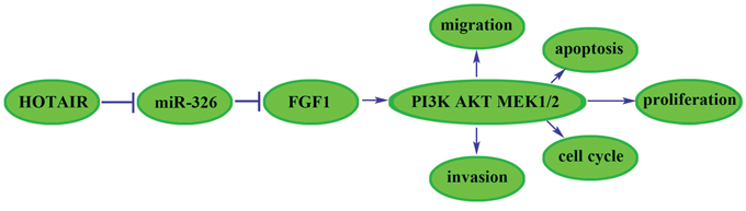 The cartoon of the mechanism underlying the HOTAIR-miR-326-FGF1 axis in U87 and U251 cells.