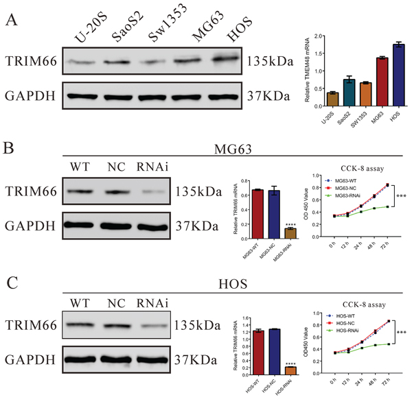 Depletion of TRIM66 inhibited cell growth in osteosarcoma cells.