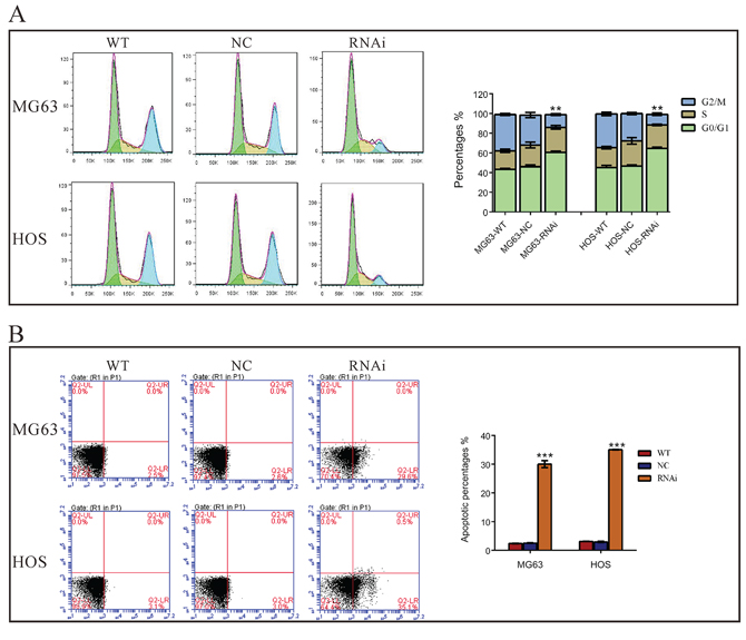 Silencing of TRIM66 induced G0/G1 arrest and cell apoptosis in osteosarcoma cells.