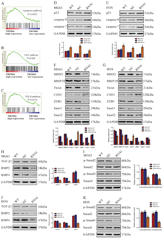 Apoptosis, EMT and TGF-&#x03B2; pathways were affected by TRIM66 siRNA treatment in osteosarcoma cells.
