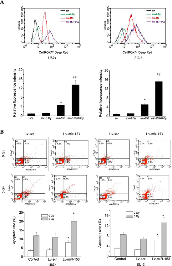 MiR-153 overexpression increased ROS production, apoptosis and radiosensitivity in GSCs.