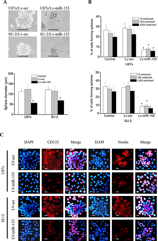 MiR-153 overexpression decreased stemness and induced differentiation in GSCs.