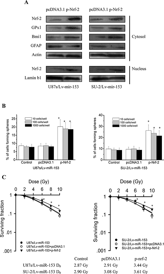 Nrf-2 overexpression rescued stemness and radioresistance of GSCs with miR-153 overexpression.