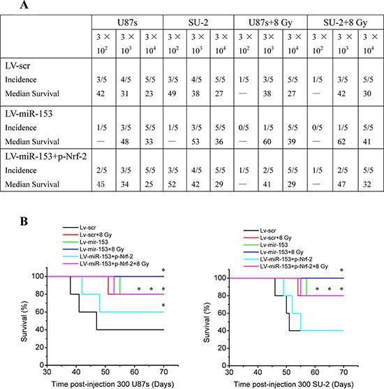 MiR-153 overexpression reduces tumorigenic capacity of GSCs.