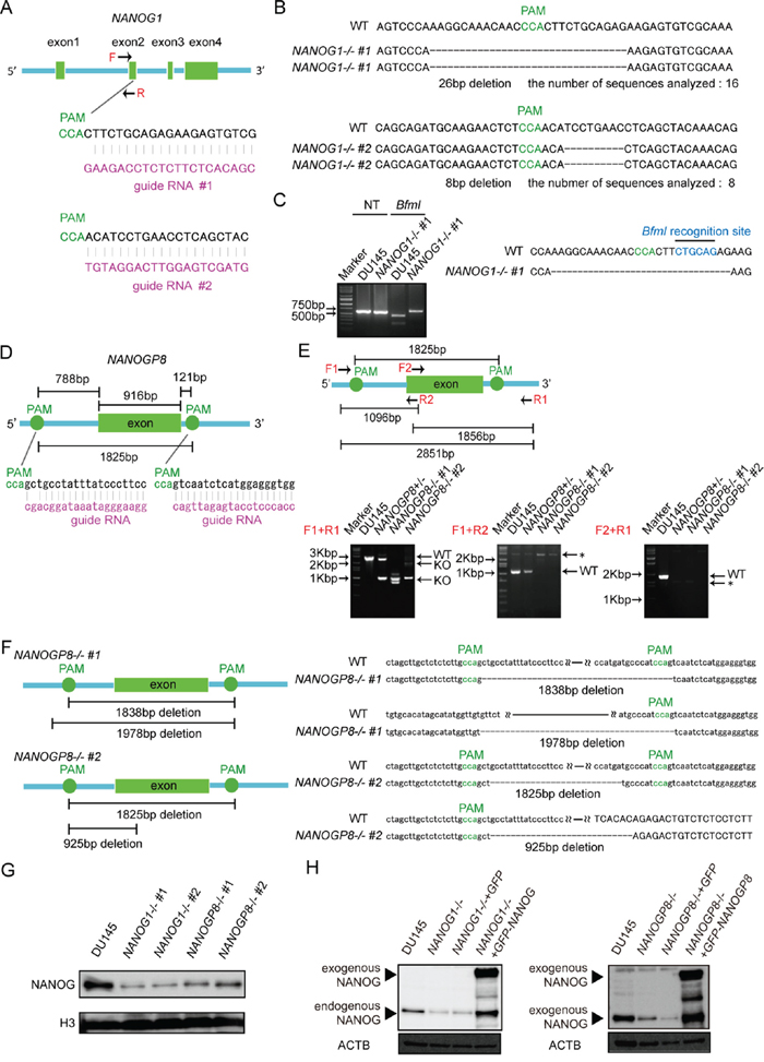 Generation of NANOG1- and NANOGP8-knockout DU145 cell lines using the CRISPR/Cas9 system.