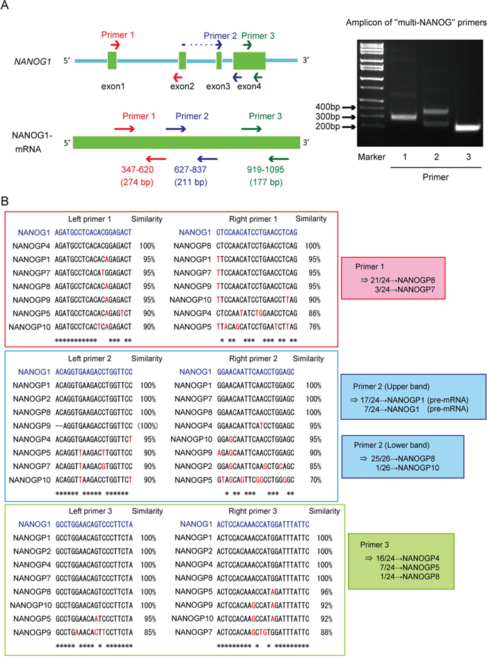 Unequal amplification of transcripts corresponding to NANOG1 and its pseudogenes by PCR.