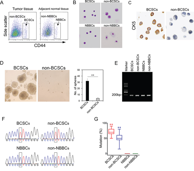 The C228T mutation of TERT promoter frequently occurs in BCSCs.