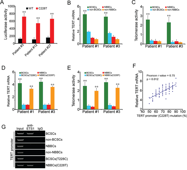 The C228T mutation causes TERT expression and telomerase activity.