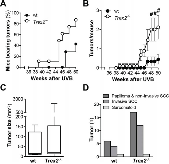 TREX2 deficiency increases susceptibility to UVB-induced skin carcinogenesis.