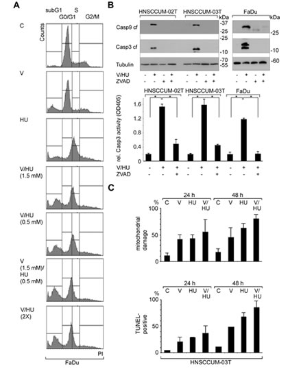 VPA and HU efficiently trigger apoptosis in HNSCC tumor cells.