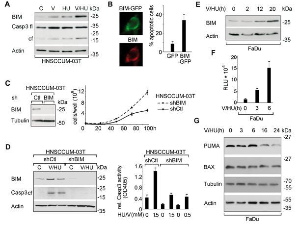 VPA/HU-treatment specifically induces the BCL-2 family protein BIM modulating cell proliferation and apoptosis.