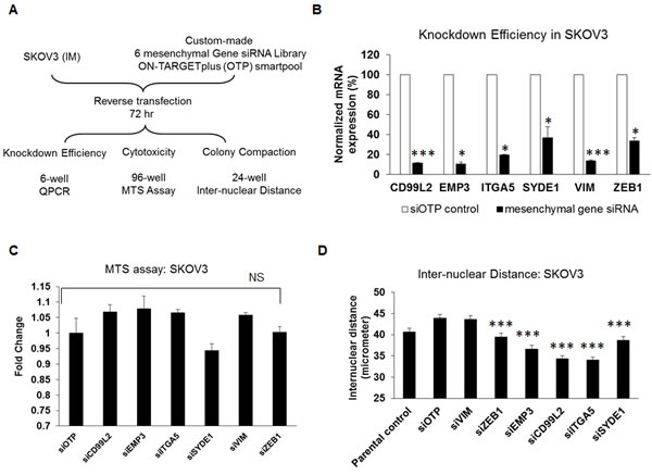 Effect of siRNAs against the six mesenchymal signature genes on cytotoxicity and colony compaction.