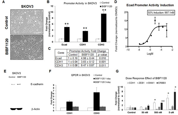 Effect of nintedanib treatment on the expression levels and promoter activities of E-cadherin in SKOV3 cells.