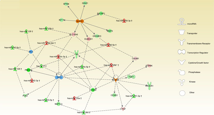 miRNA-TR interplay.