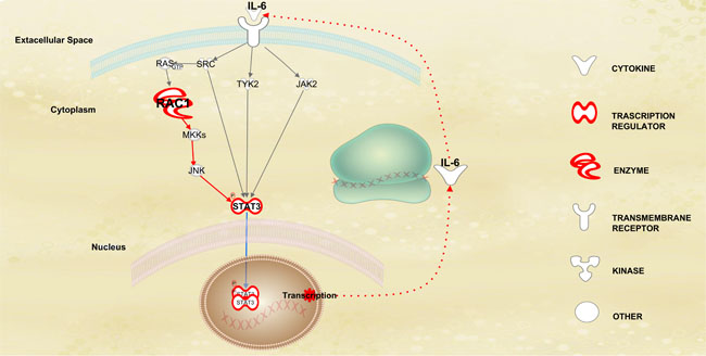 Dinamic features of STAT3 pathway in HD-MM.