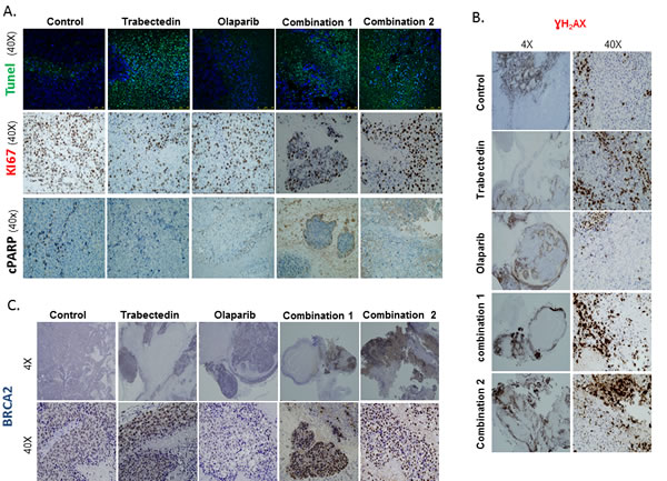 Immunofluorescence and Immunohistochemical analysis of tumor xenografts: Apoptosis, proliferation and DNA damage induction.