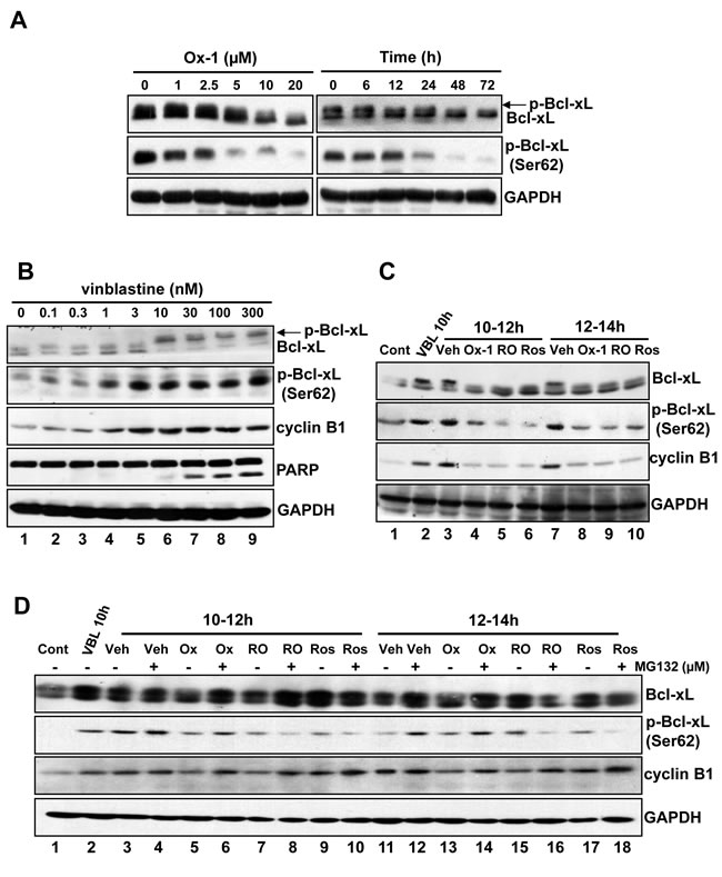 Bcl-xL phosphorylation (Ser62) is inhibited by Ox-1 treatment.