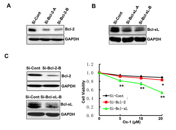 Ox-1 in combination with Bcl-xL silencing elicits synergistic cytotoxicity.