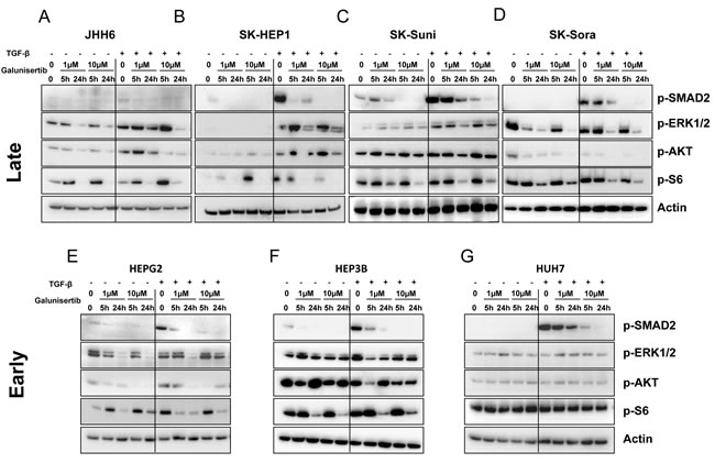 Effects of galunisertib on canonical and noncanonical TGF-&beta; signalling.