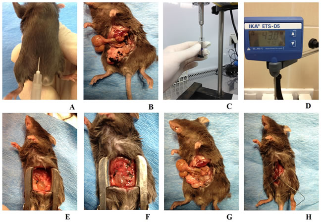 Animal model of peritoneal carcinomatosis and chemotherapy procedures.