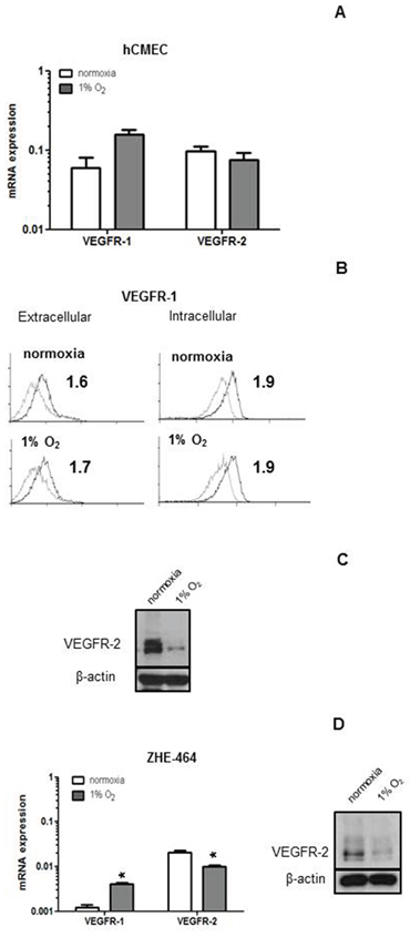 Modulation of VEGFR expression by hypoxia in hCMEC and GMEC.
