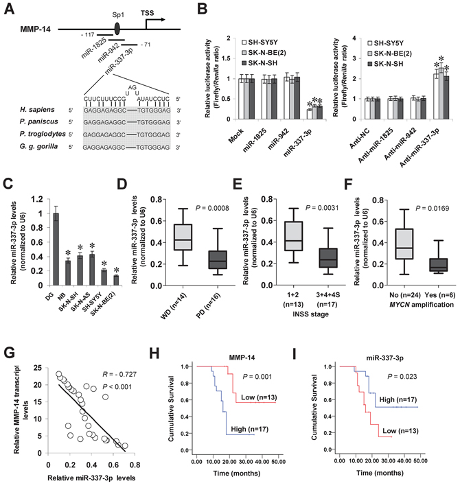 miR-337-3p is under-expressed and inversely correlated with MMP-14 levels in NB tissues and cell lines.